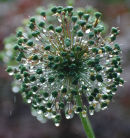 After the rain.....................